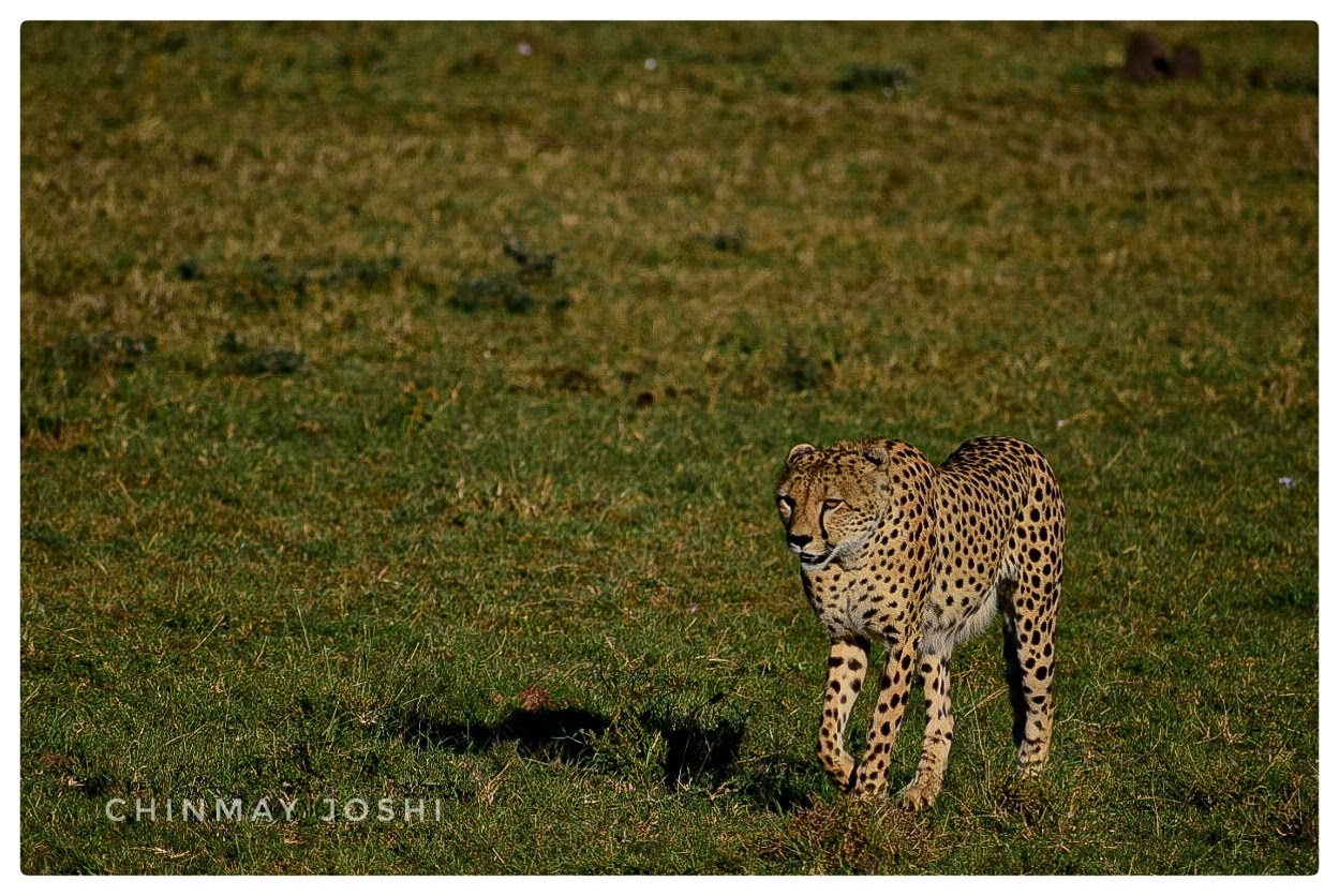 Animal Photography