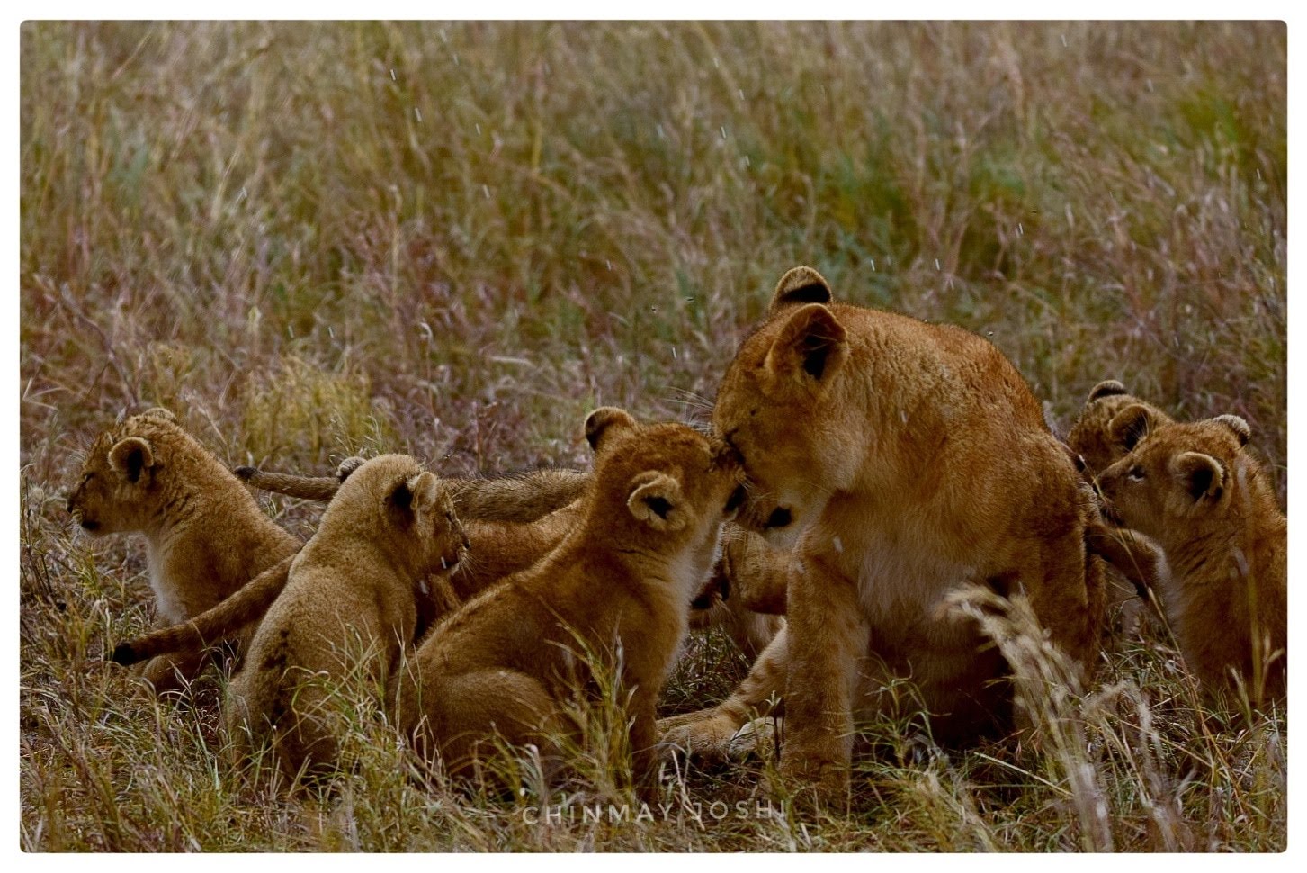 Animal Photography