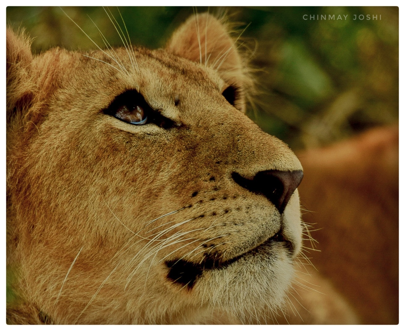 Animal Photography