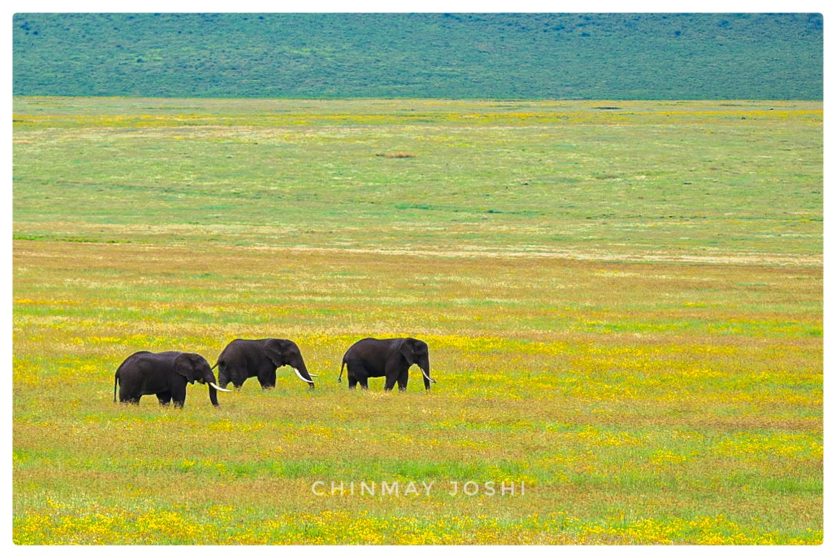 Animal Photography